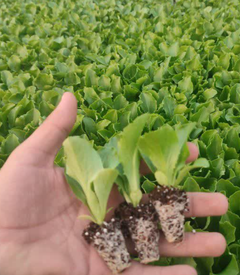 فروش نشا کاهو