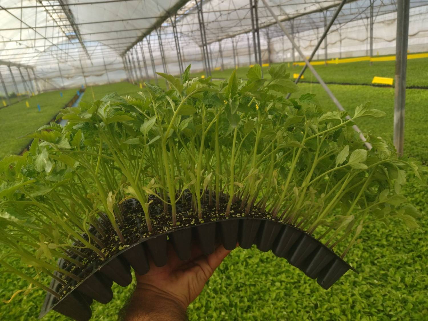 فروش نشا گوجه فرنگی