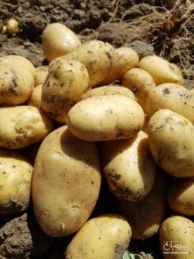 فروش سیب زمینی