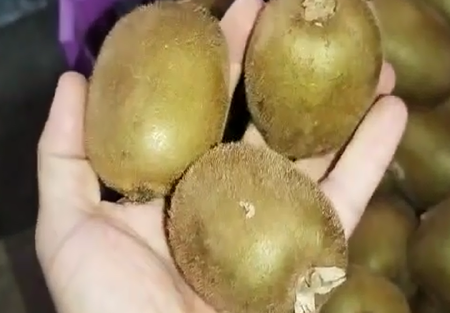 فروش کیوی گرم 100 تا 120