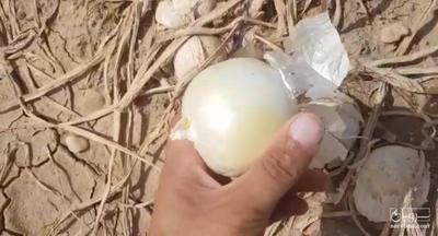 فروش پیاز سفید