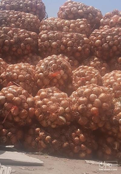 فروش پیاز زرد