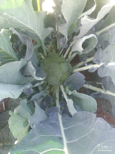 فروش کلم بروکلی