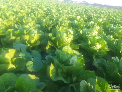 فروش کاهو رسمی