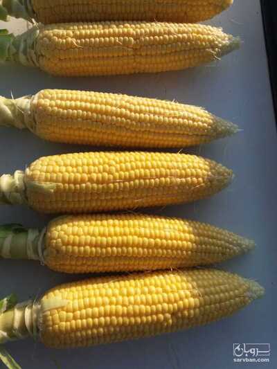 فروش ذرت مکزیکی