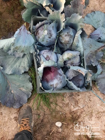 فروش کلم بنفش