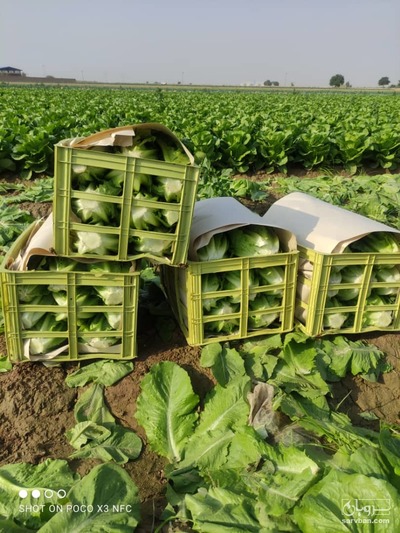 فروش کاهورومانو