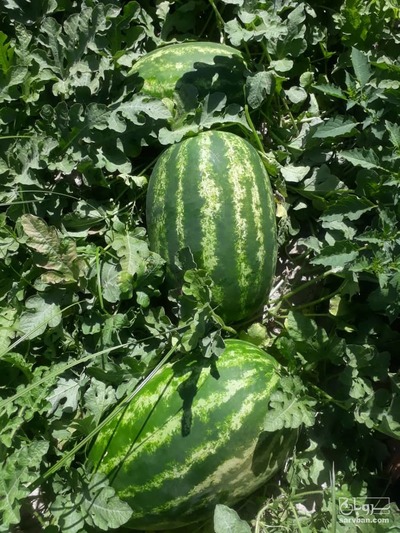 فروش هندوانه