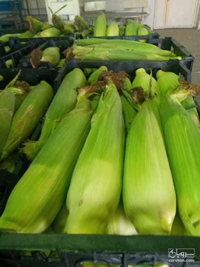 فروش ذرت مکزیکی