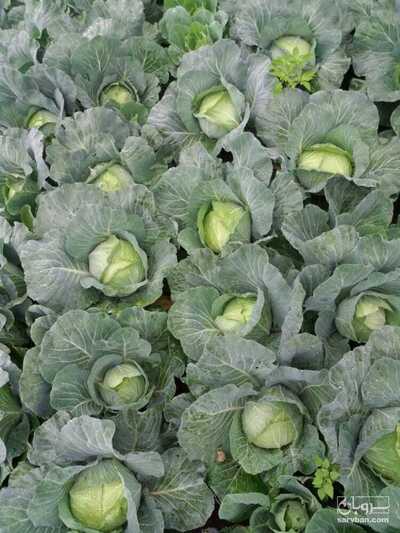 فروش کلم سفید