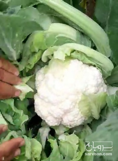 فروش گل کلم