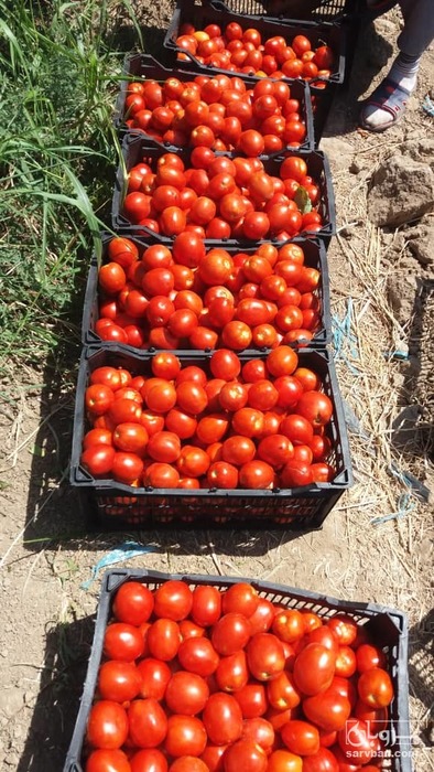 فروش گوجه فرنگی نانهمز رقم  ۶۱۸۹