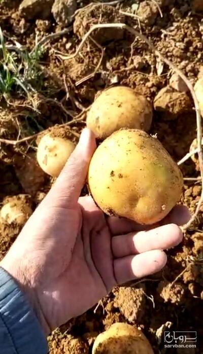 فروش سیب زمینی کلمبا