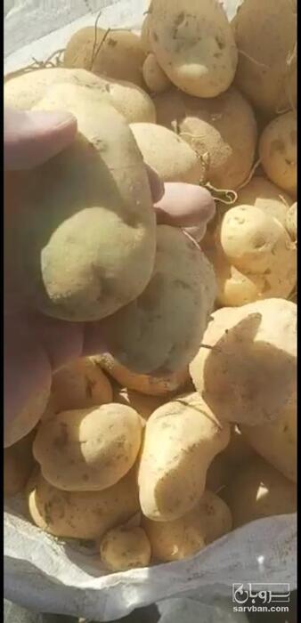 فروش سیب زمینی بذری فابولا 98