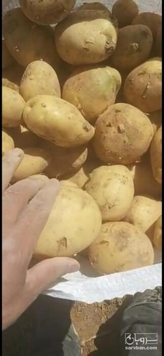 فروش سیب زمینی بذری آگریا 97