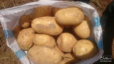فروش سیب زمینی بامبا