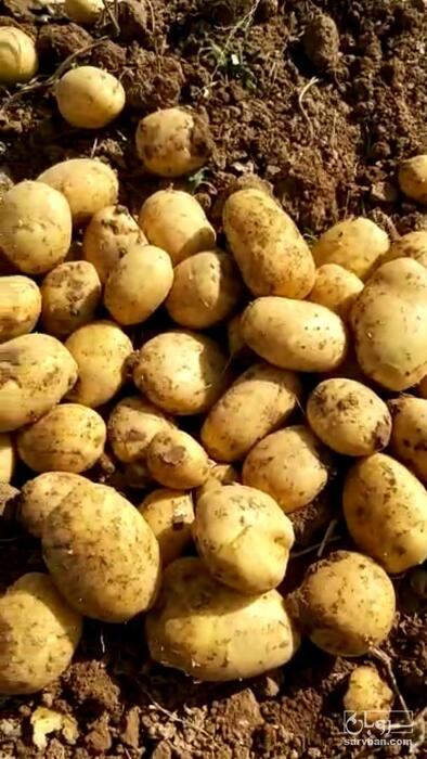 فروش سیب زمینی بذری کنستانس 99