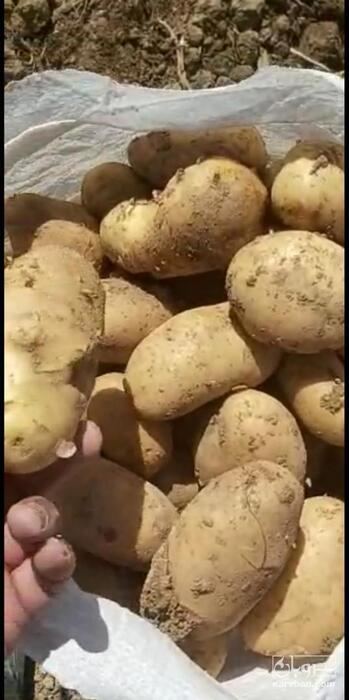 فروش سیب زمینی بذری چلنجر  98