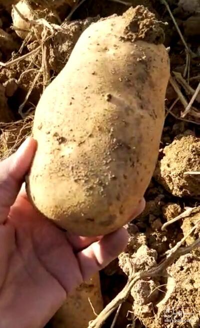 فروش سیب زمینی  بذری فابولا 99