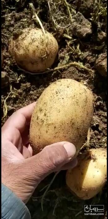 فروش سیب زمینی بامبا
