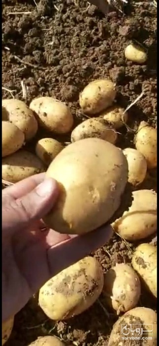 فروش سیب زمینی بذری جلی 97