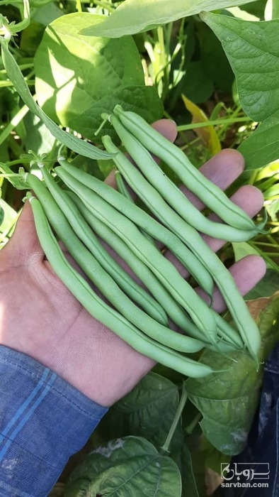 فروش لوبیا سبز