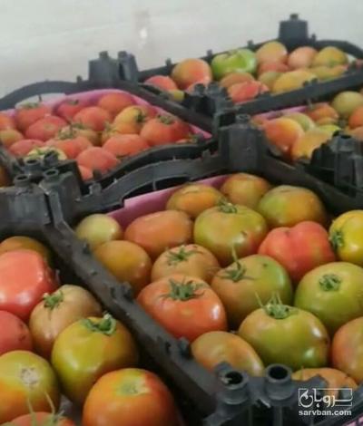 فروش گوجه فرنگی 8320