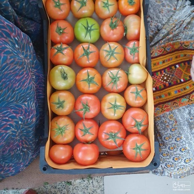 فروش گوجه فرنگی نیم رس گلخانه ای رقم دافنیس