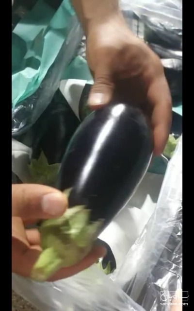 فروش بادمجان لامپی صادراتی