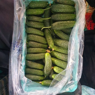 فروش خیار خاردار