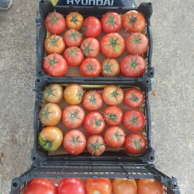 فروش گوجه فرنگی4129