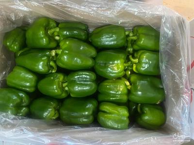فروش فلفل دلمه ای سبز