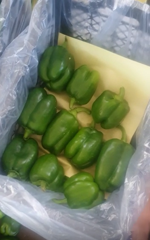 فروش فلفل دلمه ای