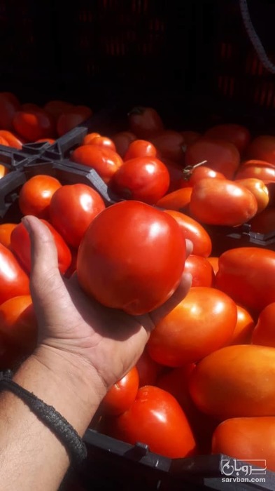 فروش گوجه فرنگی