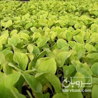 فروش نشا بادمجان قلمه