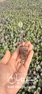 فروش نشا  کلم قرمز