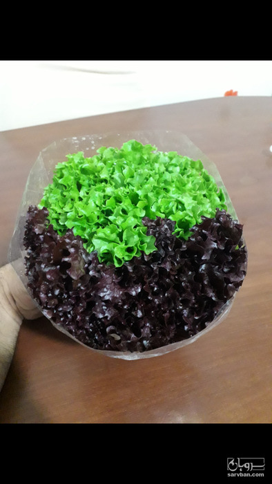 فروش کاهو فرانسوی