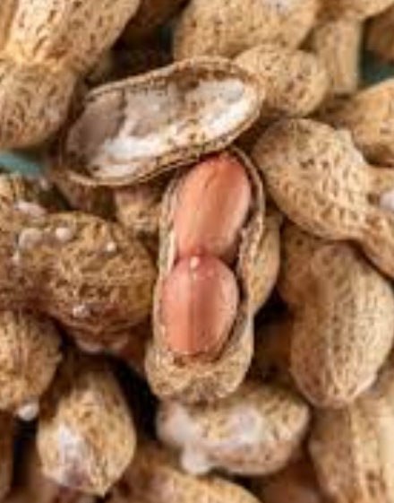 فروش بادام زمینی با قلاف خام