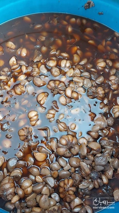 فروش سیر ترشی