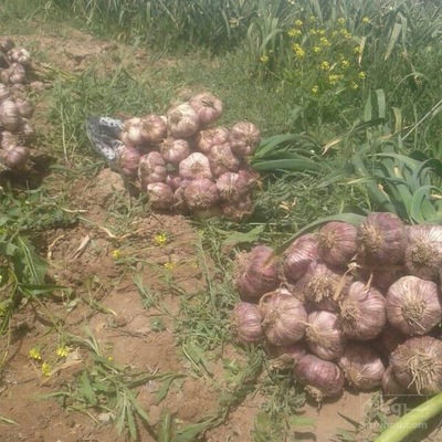 فروش سیر 3