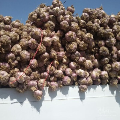 فروش سیر 2