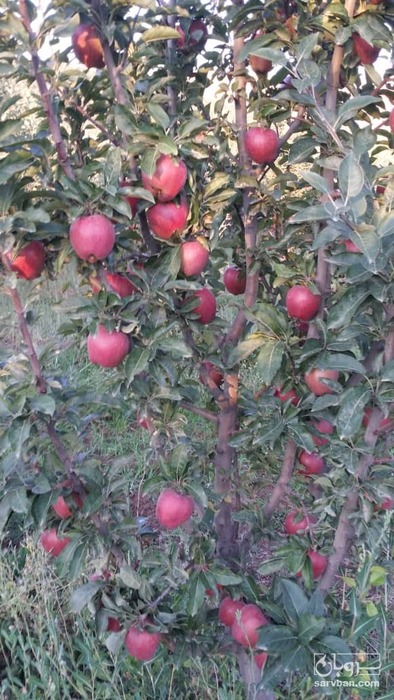 فروش سیب 4
