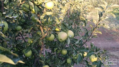 فروش سیب 3
