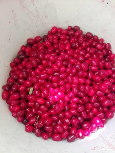 فروش زغال اخته