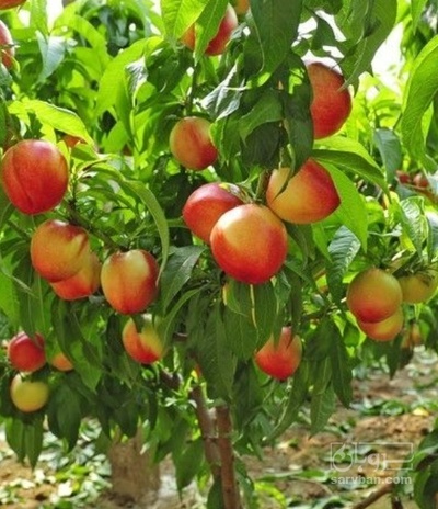 فروش شلیل