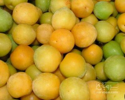 فروش آلو زرد