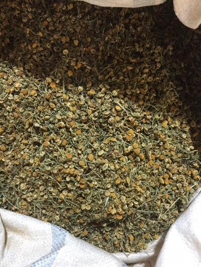 فروش بابونه