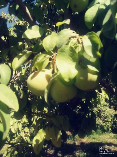 فروش گلابی بیروتی