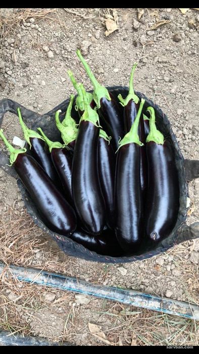 فروش بادمجان قلمه