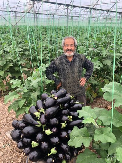 فروش بادمجان لامپی